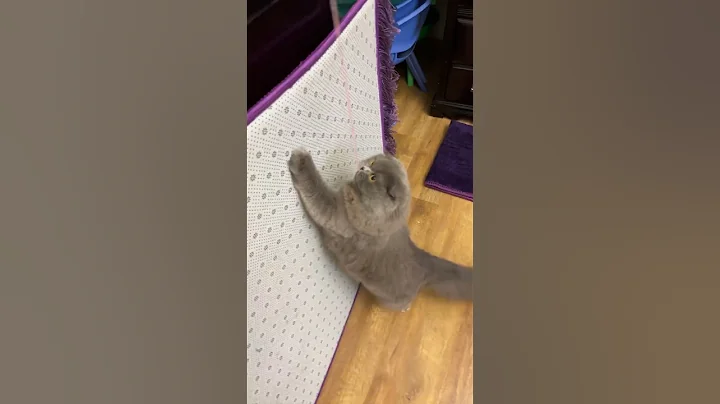 Video 10009771: beautiful scottish fold cat, scottish fold cat playing, fold cat scottishfold