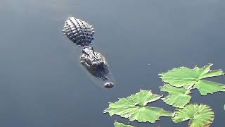 Natures Moments No 10