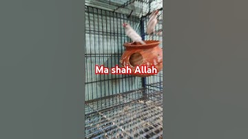 অসাধারণ জাবা পাখি,🕊️🌹white java bird single pair.#shortvideo #birds #birdslover #shorts#javabird