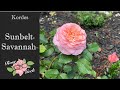 源Sunbeltツョ Savannah邃 Rose In 4k KORvioros Gardening In Zone 8a 源Sunbeltツョ Savannah邃 Rose In 4k KORvioros Gardening In Zone 8a