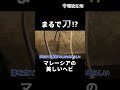 生きた刀!?マレーシアの美しい蛇 スジオカサントウ #Shorts