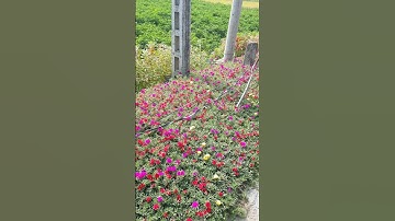 Ngày 18 tháng 05 năm 2024