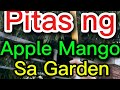Apple Mango naman Pagdiskitahan naten