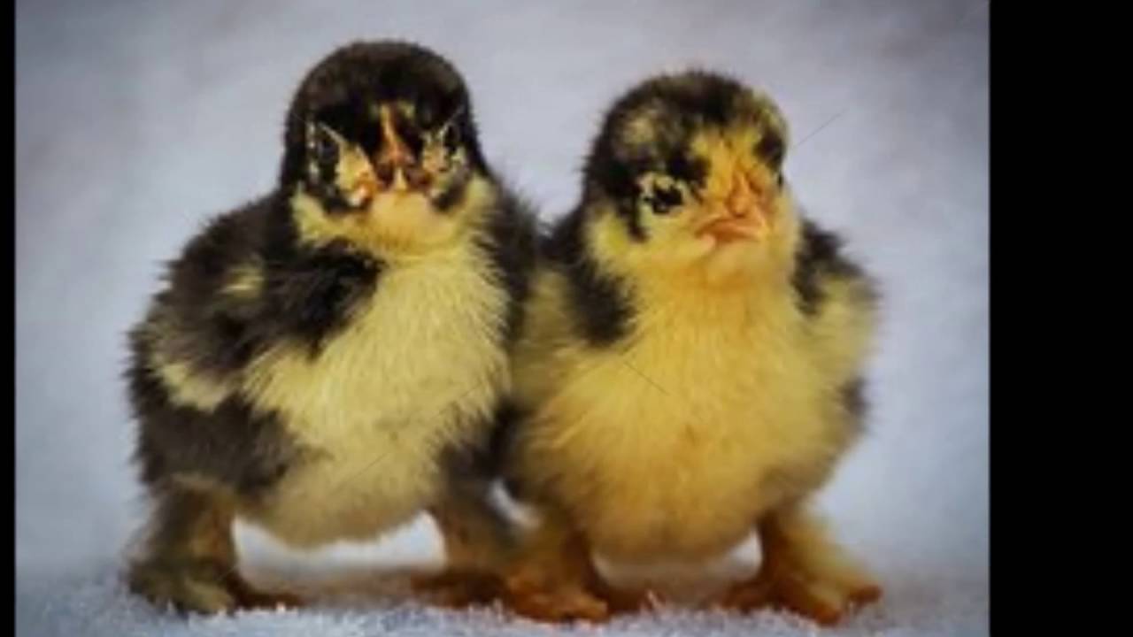 ひよこ好きにはたまらない いろんな種類の鳥の赤ちゃんの可愛い画像集 Cute Chick Youtube