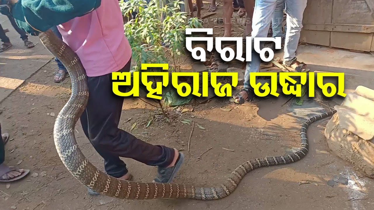 14-ft king cobra rescued in Odisha’s Daspalla