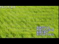 きみといた日々