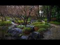 Rain in a Japanese garden