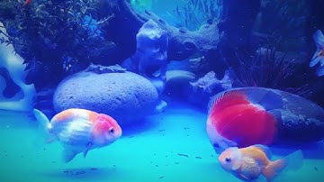 Cá vàng Oranda và Ranchu nuôi chung với cá Dĩa, cá Thần Tiên và Cánh buồm dạ quang ngày 15/1/2025