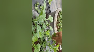 Bông cúc đại đoá tết 2023#ToanNguyen#0933760844