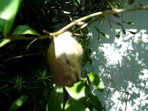 Ants Living In Pod Nest On Oak Tree Branch Arboreal Florida Ants Living In Pod Nest On Oak Tree Branch Arboreal Florida