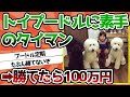 【2ch動物スレ】トイプードルに素手のタイマンで勝てたら100万円