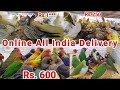 Birds price update online all india home delivery  budgies finches java cocktail love birds