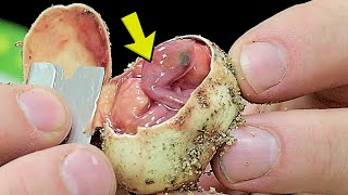WHAT A DEAD BABY SNAKE LOOKS LIKE INSIDE A SNAKE EGG!! (Educational) | BRIAN BARCZYK