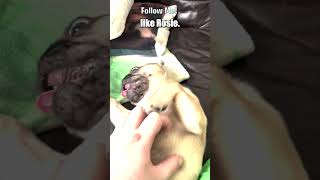 Pugs are too cute man 🐶💖