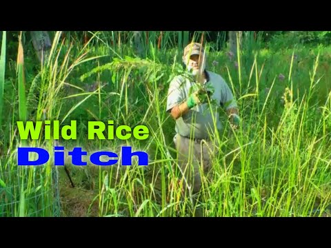 Video: Wild Rice углеводсузбу?