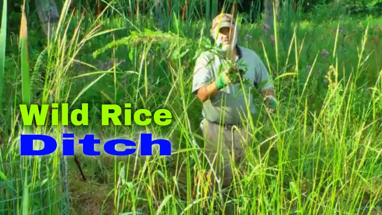 The Church of Permaculture Growing Wild Rice in a Domestic Sense YouTube
