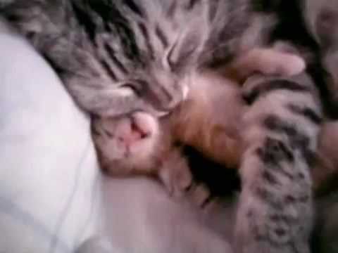 Cat mom hugs baby kitten - YouTube