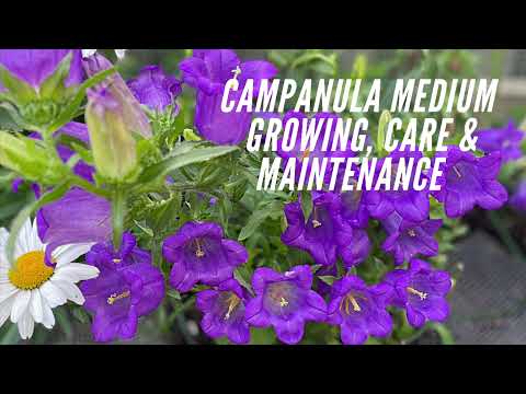 ვიდეო: Campanula Bellflower Care - პირობები Bellflower-ის ზრდისთვის