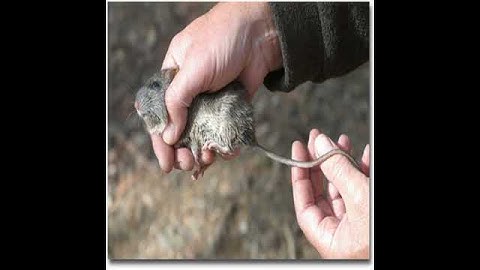 HUX EYE Mousetrap Humane Live Corner Mouse Trap No Kill, Triangular, with Anti-escape Doors