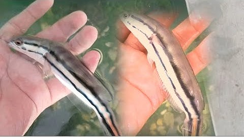 Phát Hiện Cá Lóc Có Biểu Hiện Lạ, Điều Kỳ Diệu Ở Đây.