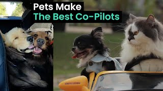 Pets Who Love Riding In Cars | Funny Animal Antics by Animal Antics 1,755 views 1 year ago 6 minutes, 34 seconds