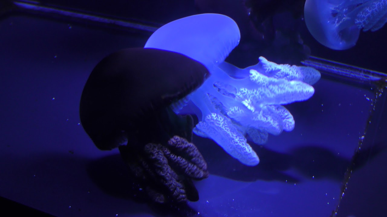 カラージェリーフィッシュ (下田海中水族館) 2018年3月18日 - YouTube