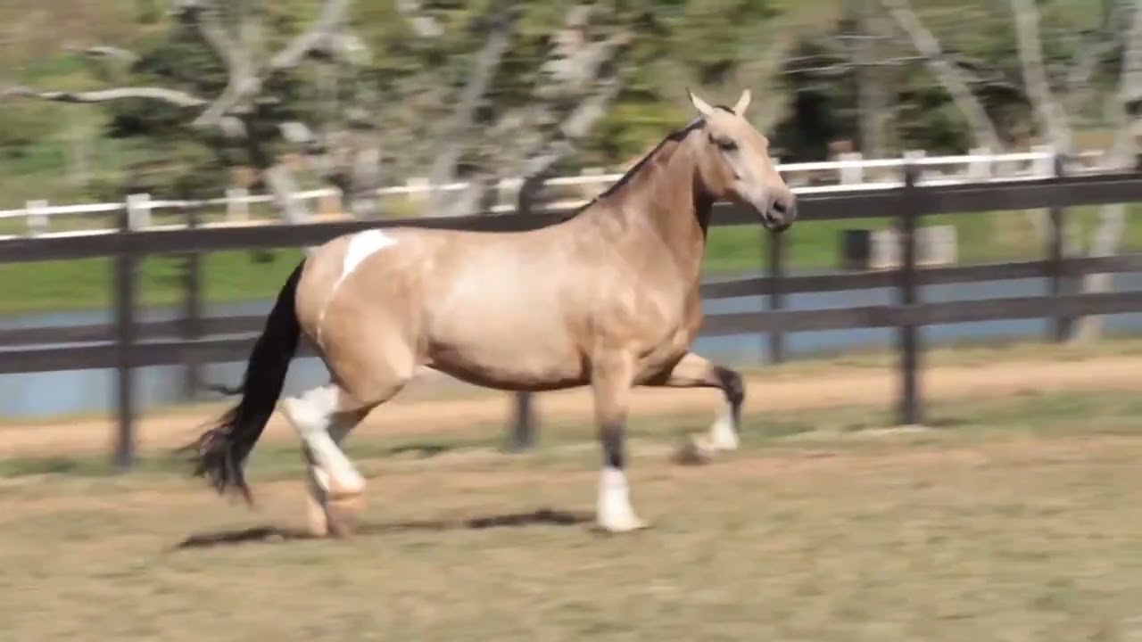 LOTE 06 A  ZORRO DO ZEL (LEILÃO ELITE NACIONAL PAMPA - ADULTOS