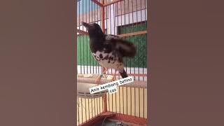 anis kembang betina cas #aniskembangindonesia #burunganiskembanggacor #shortvideo #subscribe