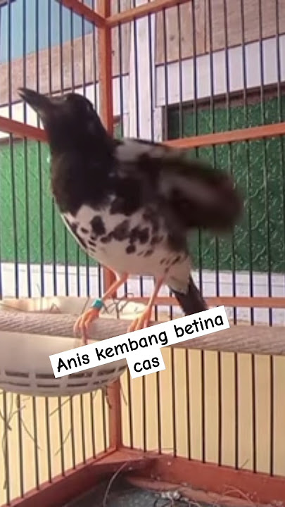 anis kembang betina cas #aniskembangindonesia #burunganiskembanggacor #shortvideo #subscribe