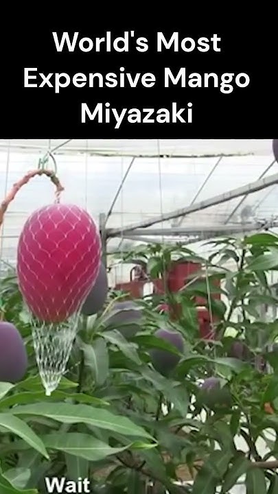 Pakistani Mango Vs The MOST EXPENSIVE MANGO In The World Japanese pakistani-mango-vs-the-most-expensive-mango-in-the-world-japanese