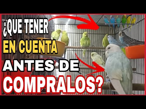 Video: ¿Deberías conseguir un periquito?