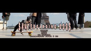 Skateboarding Dohs Mia & Guizmo at Eiffel Tower by Neotuxedo LEE 276 views 1 year ago 1 minute, 7 seconds