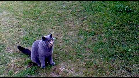 The Ultimate Pet- British Blue: Cat Plays Fetch BETTER than a Dog!