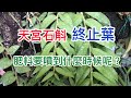 天宮石斛蘭 終止葉是什麼？ 冬天肥料還要用嗎？開花肥噴到什麼時候呢？
