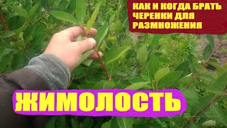 Размножение жимолости зелёными черенками летом