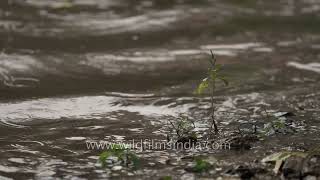 A study of rain in slow motion, using high frame rate videography