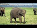 Sri Lankan Wild Elephant Safari - Kaudulla National Park