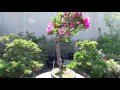 Azalea Bonsai. Tall figure from Japan.