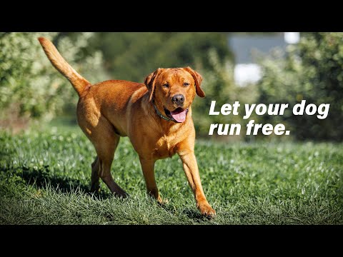 SpotOn GPS Fence - See how easy it is to let your dog run free with the world's first GPS fence.