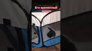 #приветЯдома малыш приемной мамы ,Михал Михалыч