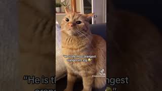 Why are ORANGE cats so crazy lmao  #lovely #marie #cats #funny