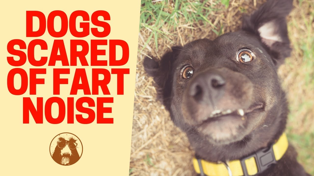 what makes dogs fart