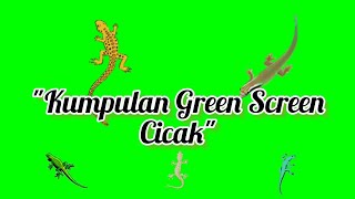 kumpulan green screen cicak || cicak bergerak || animasi cicak #greenscreenbergerak  #cicak