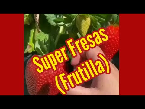 Video: ¿Qué es una fresa Camarosa? Consejos para cultivar fresas Camarosa