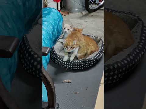 When I Got Out I Saw Them Like This 