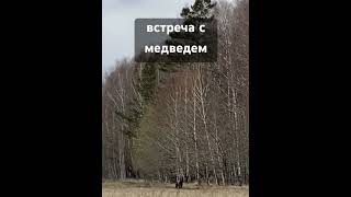 заходил, покушать спрашивал) #медведь#медвежонок #природа