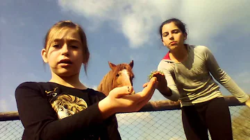 Comment donner une pomme à un cheval