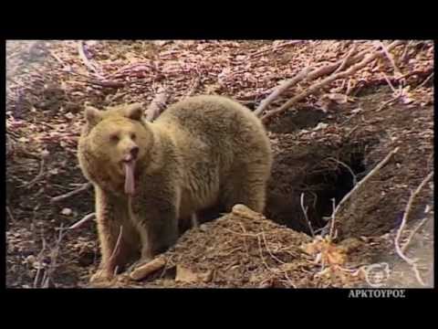 Βίντεο: Πότε οι αρκούδες πέφτουν σε χειμερία νάρκη;