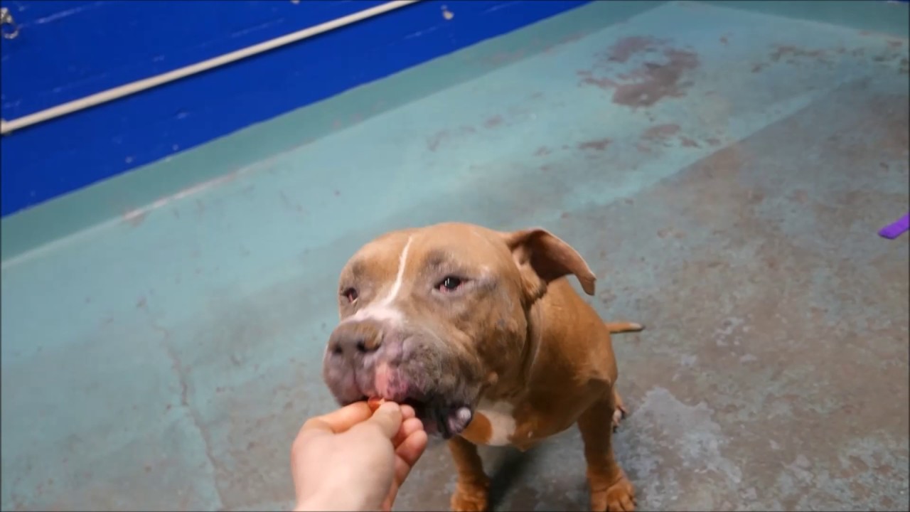 Stiletto - A1104697 - Brooklyn ACC camera iphone 8 plus apk