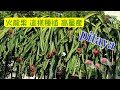 【#火龍果鳳梨特調飲】【火龍果盆栽 】自己種植有機 火龍果 高量產｜熱量低、抗氧化  助排毒瘦身。Dragon Fruit Pineapple Juice